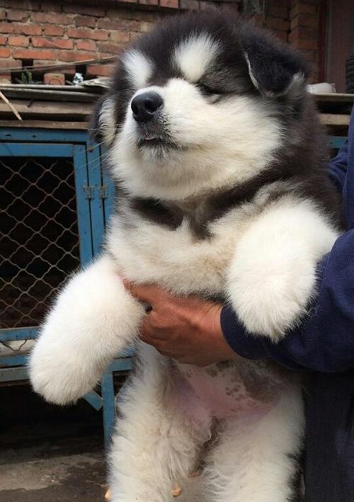 狗狗吸乳房:探索宠物行为背后的故事